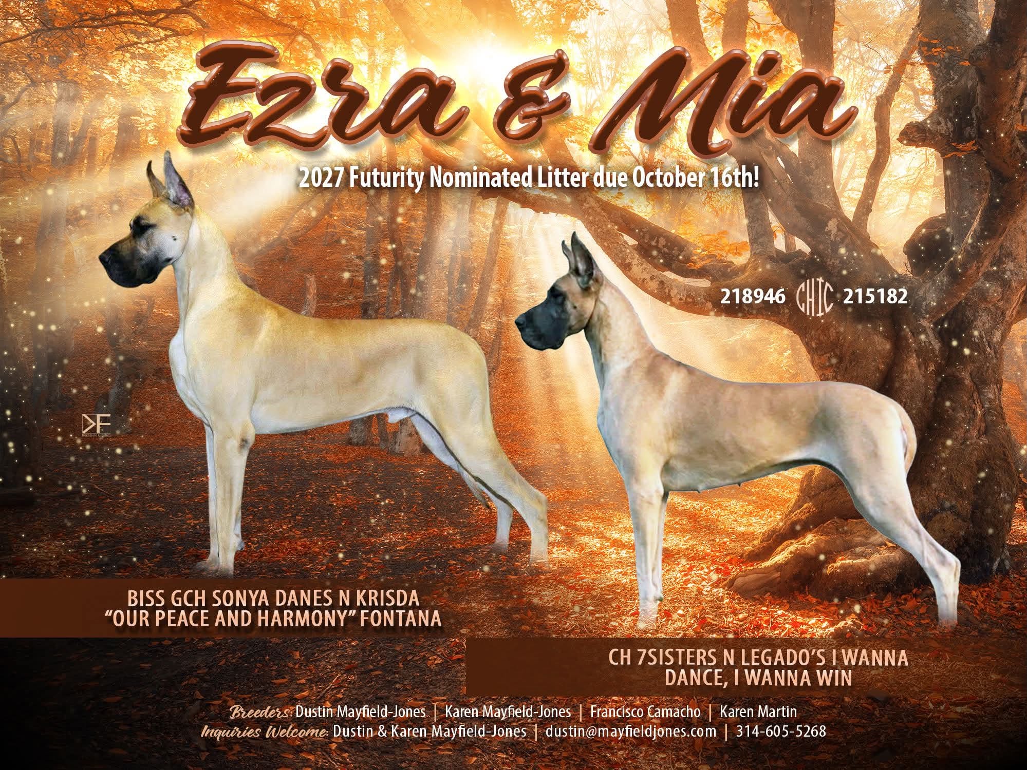 Ezra X Mia litter advertisement: 2027 Futurity nominated litter due October 16th