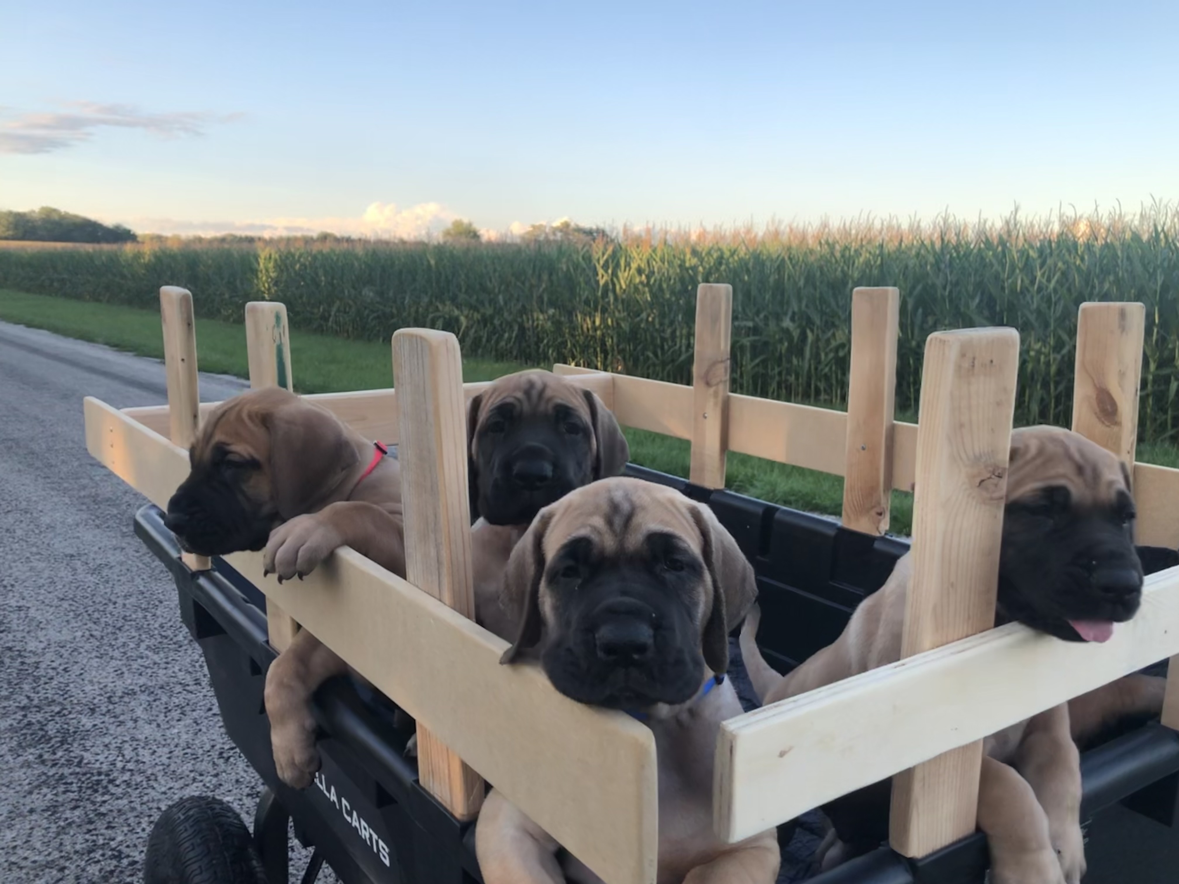 Close-up of Great Dane puppies faces in cart at 7Sisters Farm Illinois with corn field background at sunset