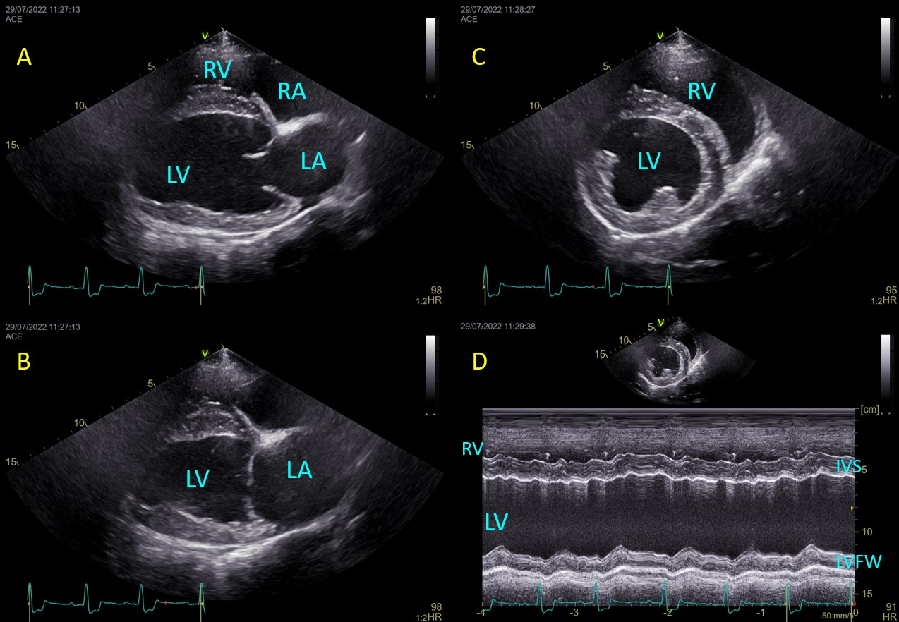 Four ultrasound panels of a Great Dane's heart with preclinical DCM: two four-chamber views (A and B) and a short-axis view with an M-mode trace (C and D). The left ventricle is dilated.