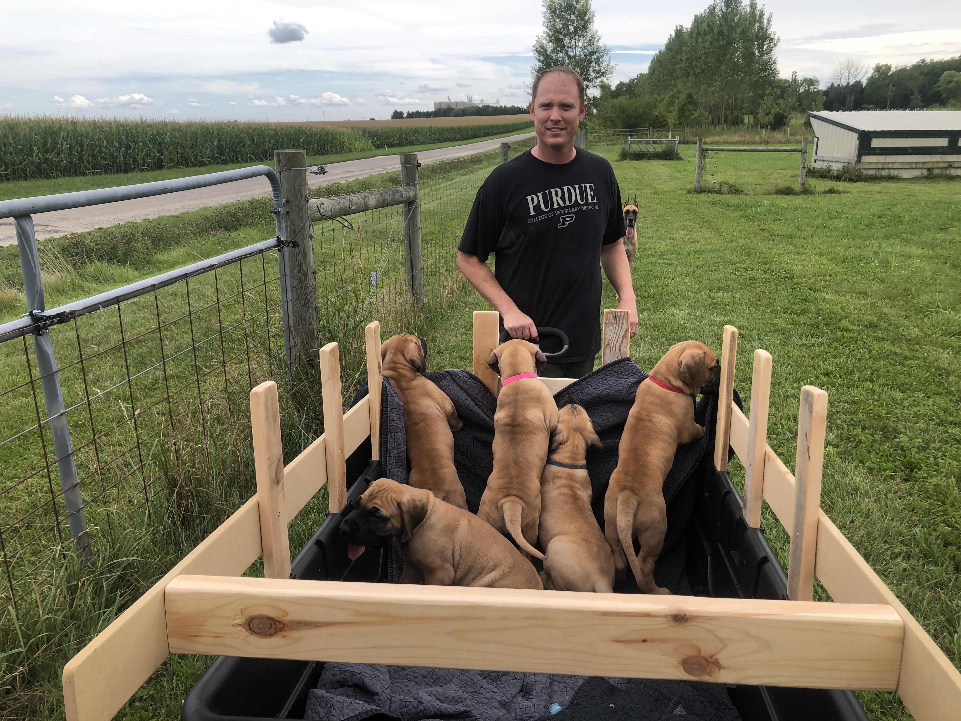 Dustin pulling cart of Great Dane puppies from Piper's first litter at 7Sisters Farm Illinois - 5 all fawn puppies including breeding female Mia