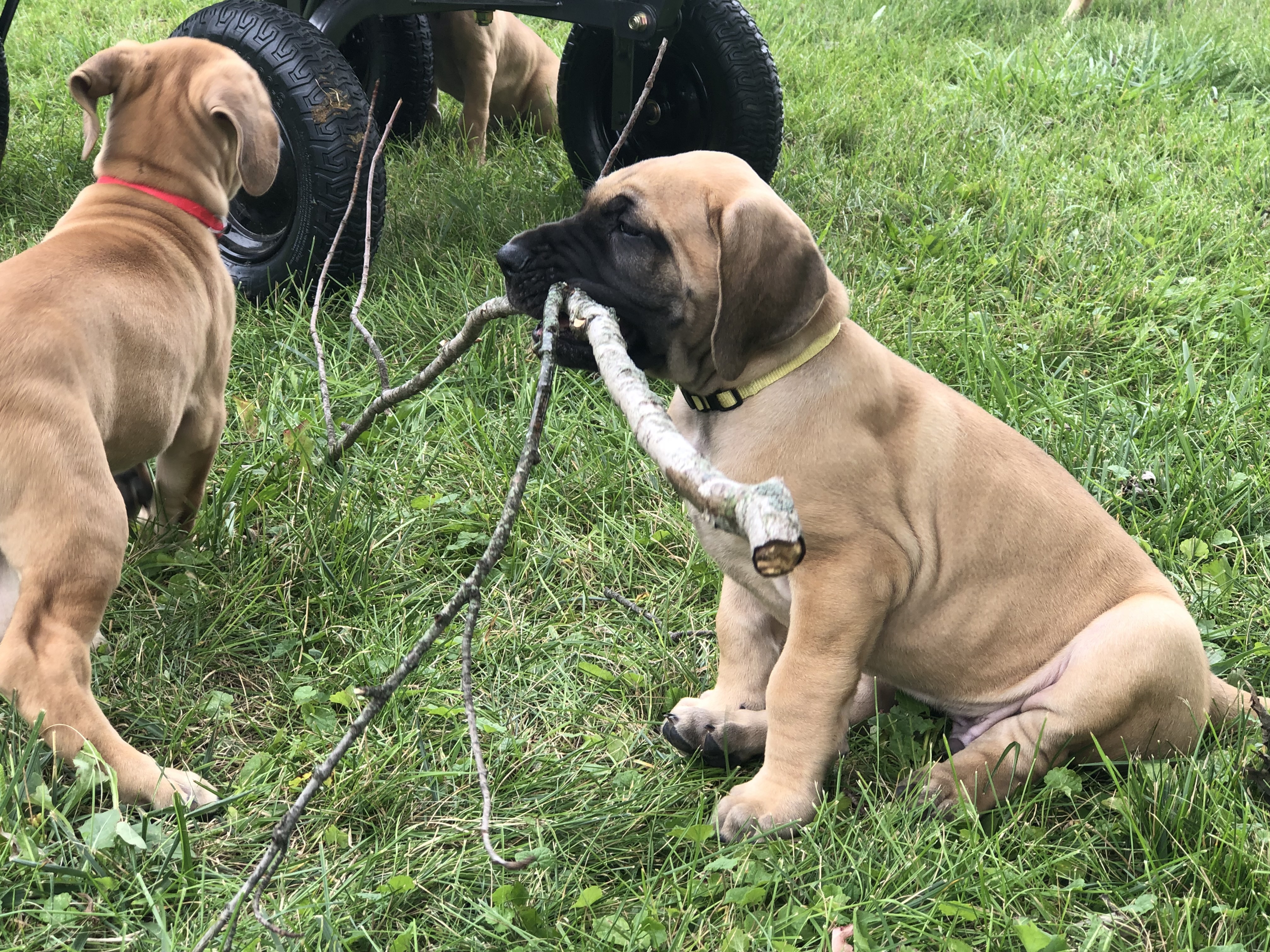 Two fawn Great Dane puppy boys from Piper's first litter at 7Sisters Farm Illinois - one holding giant stick, future champion Pumpkin