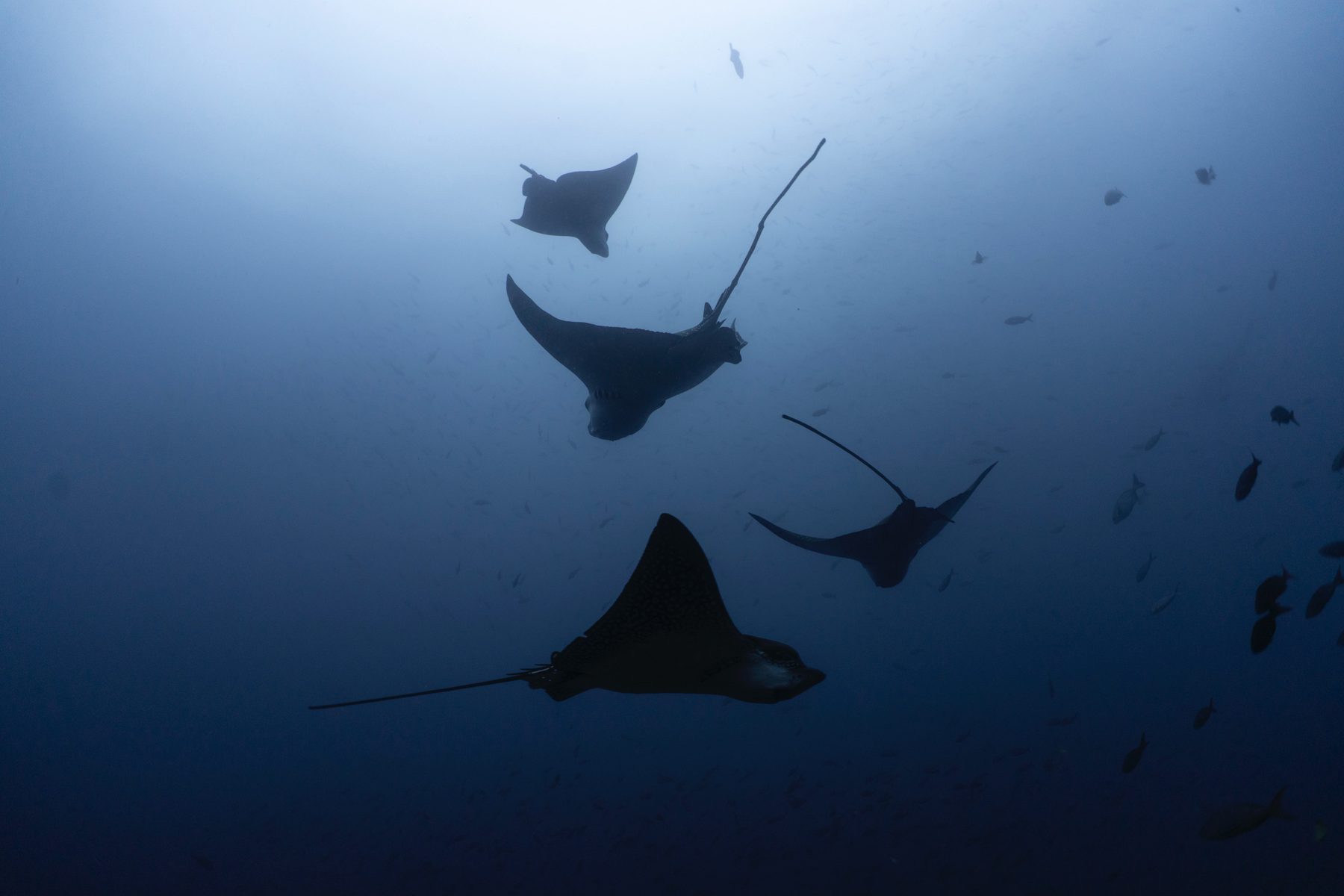Four spotted eagle rays silhouetted against deep blue water.