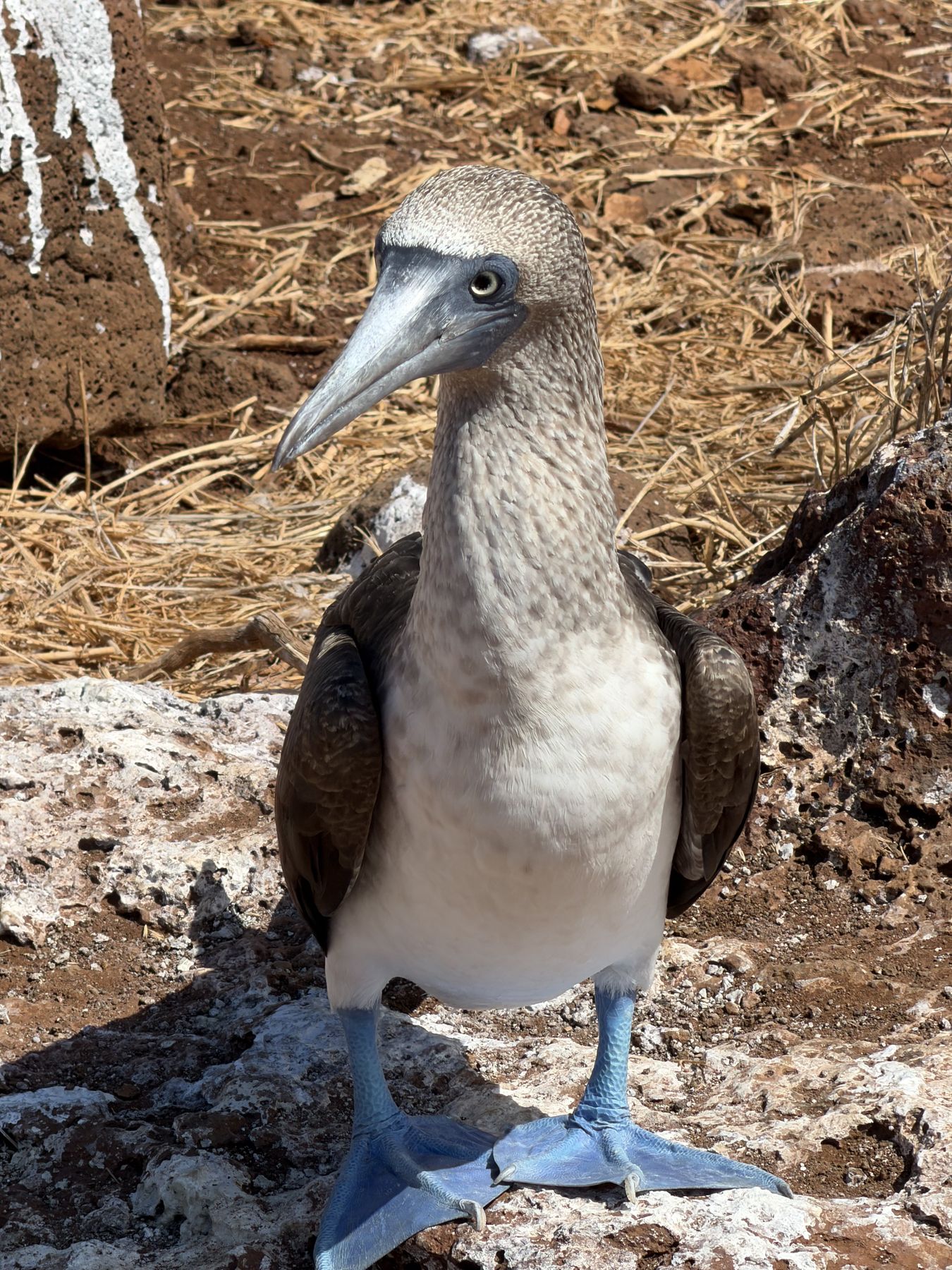 A blue-footed booby standing on its nest ground