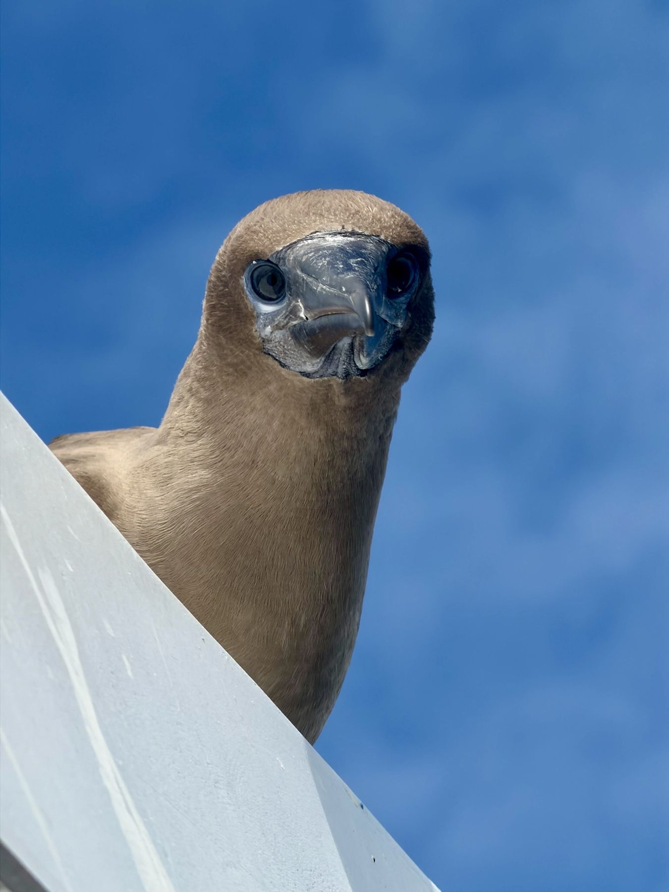 A booby peering over the rail of the boat