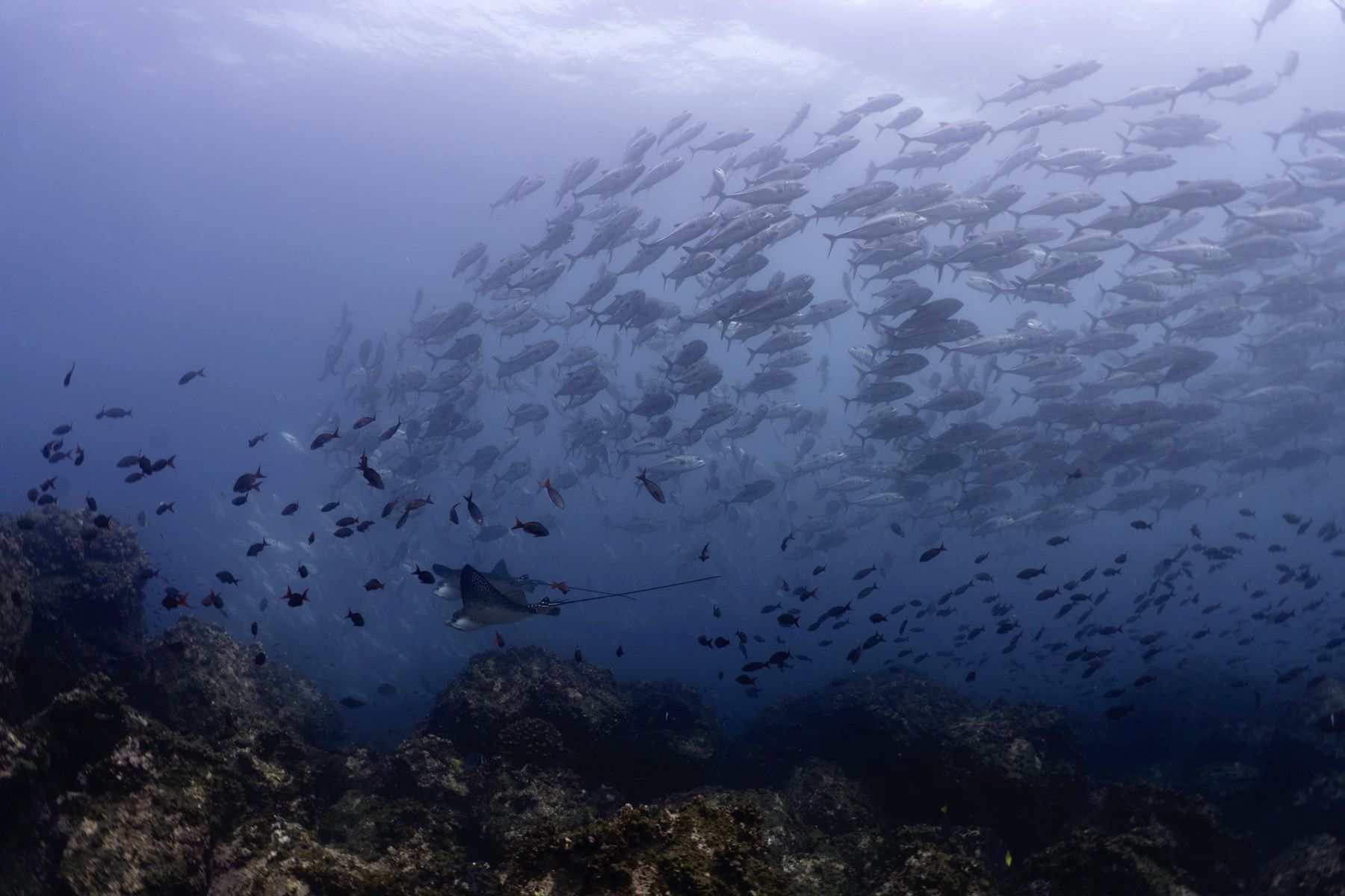 A ball of fish with a ray below