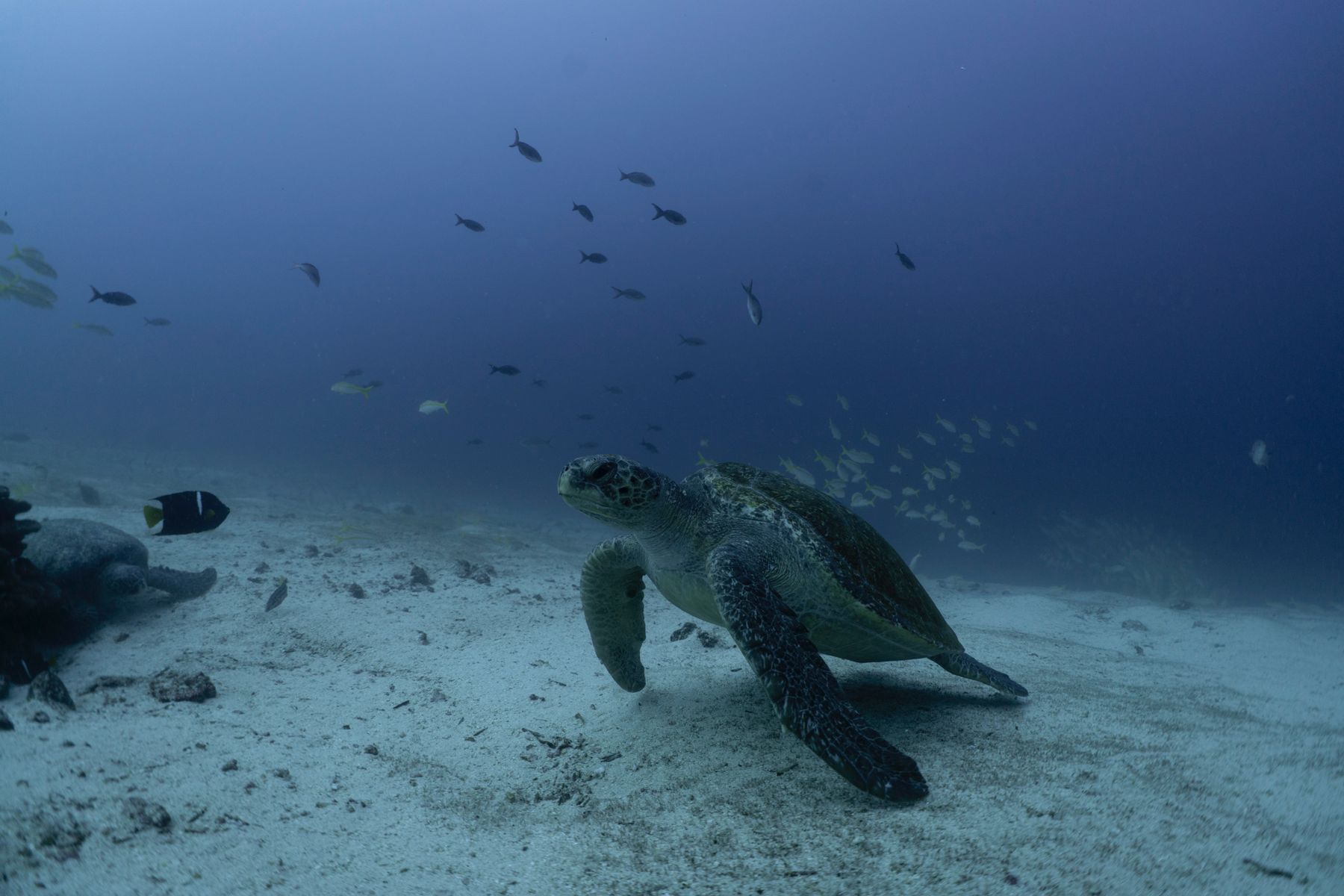 A green turtle working the sand