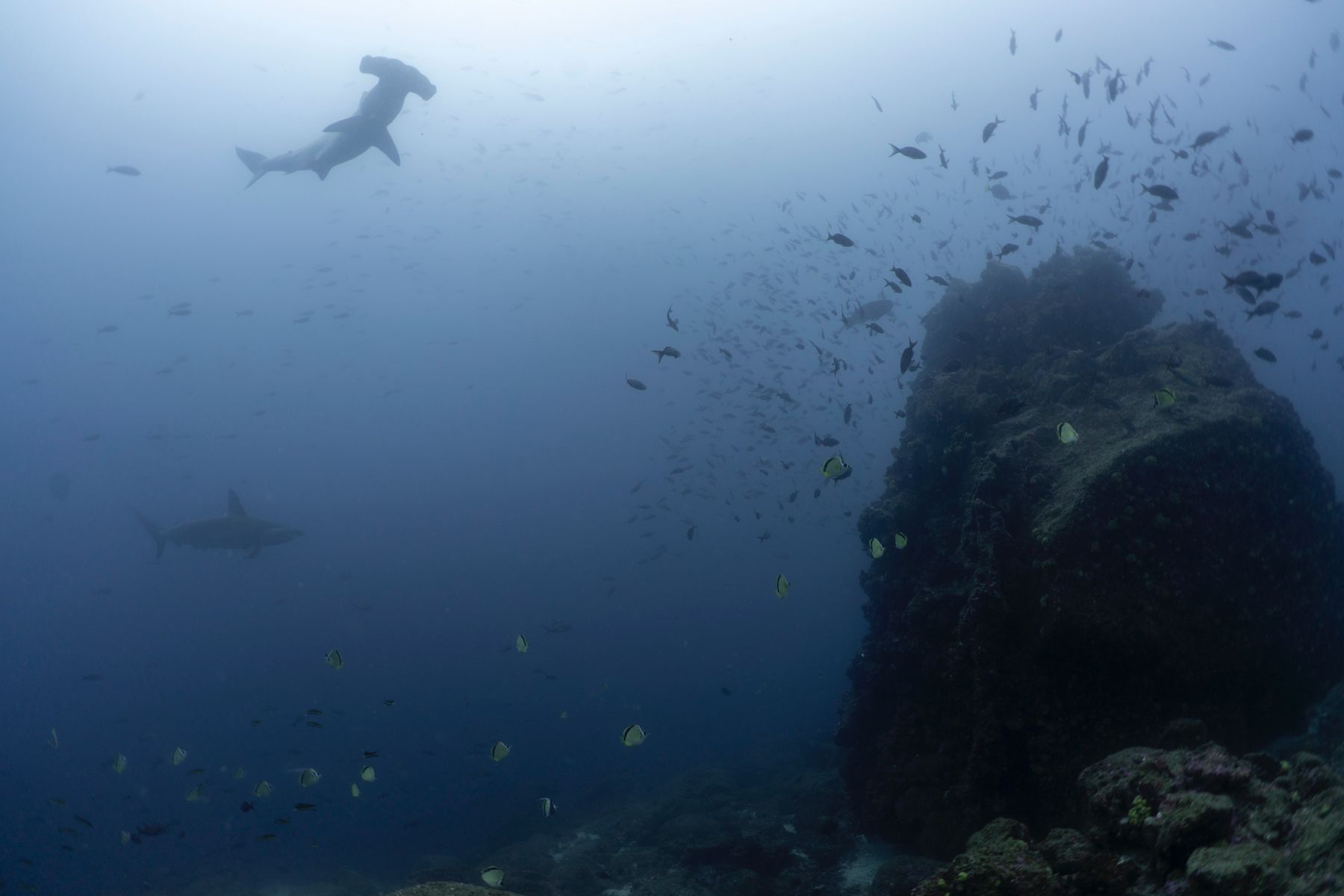 A hammerhead above a rock pinnacle
