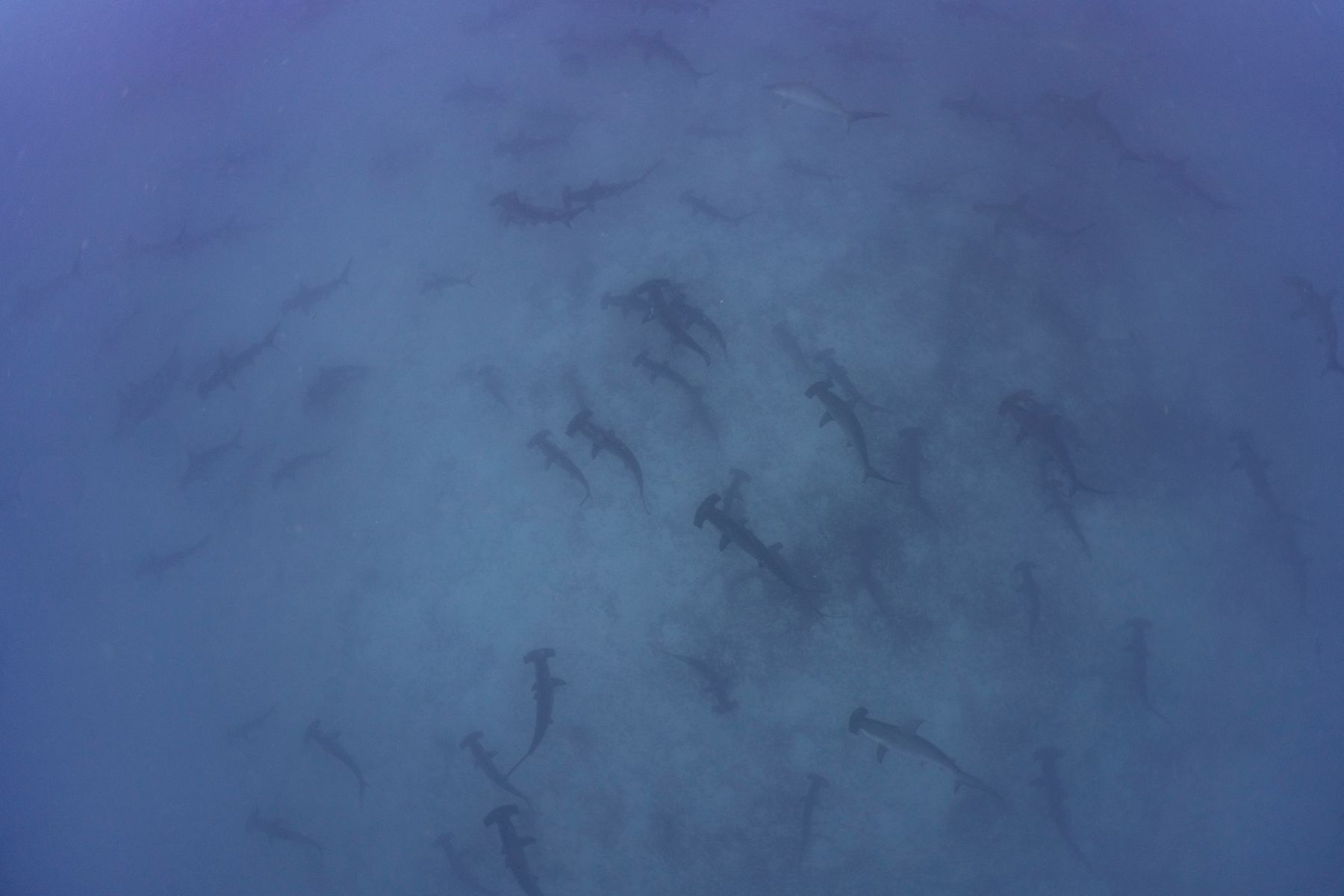 A haze of hammerheads in the blue