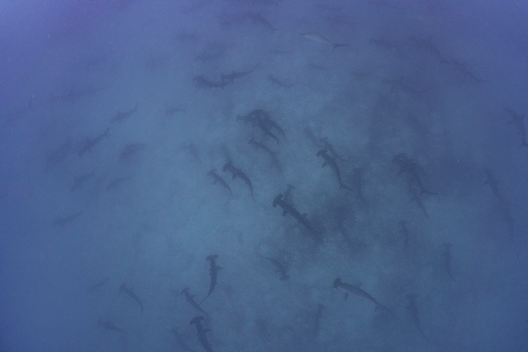 A school of hammerheads in the hazy blue