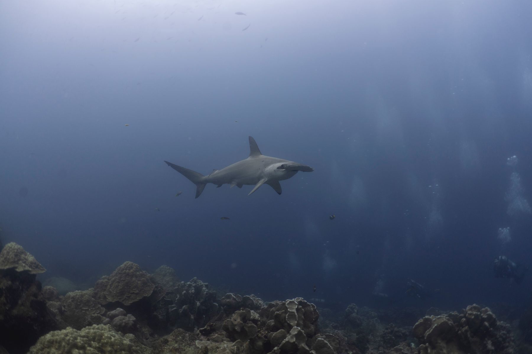 A hammerhead cruising over rocky reef