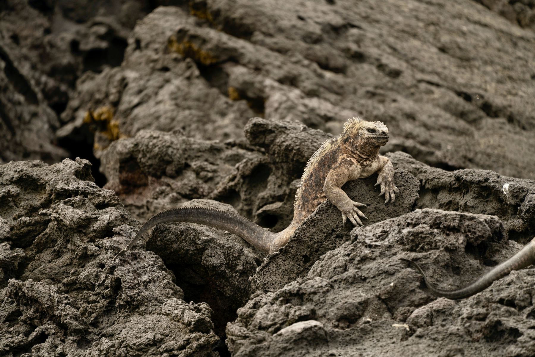 A marine iguana on lava rock