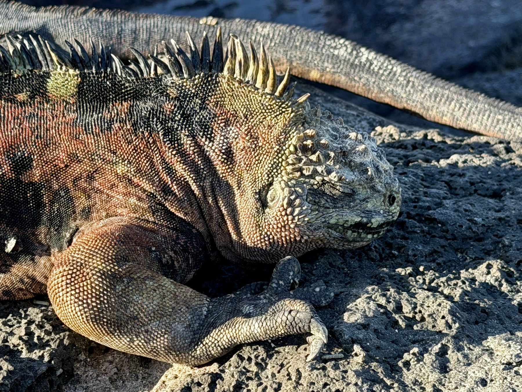 A marine iguana close-up on black lava