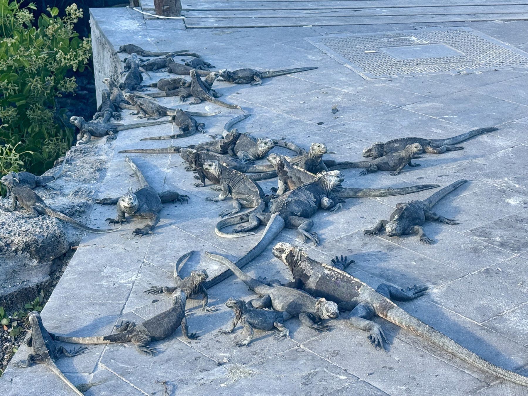 A pile of marine iguanas warming on a stone ledge