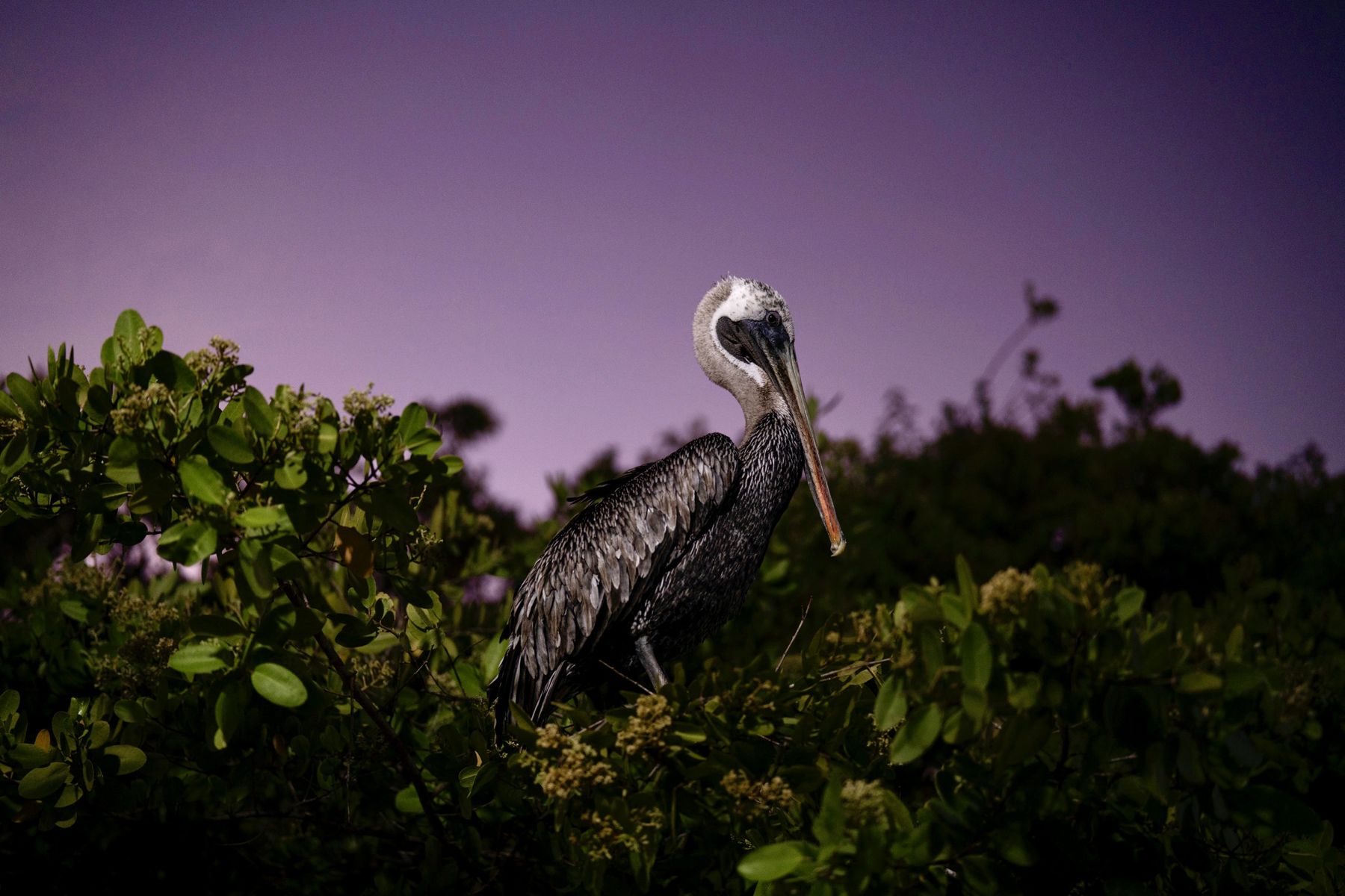 A brown pelican at dusk