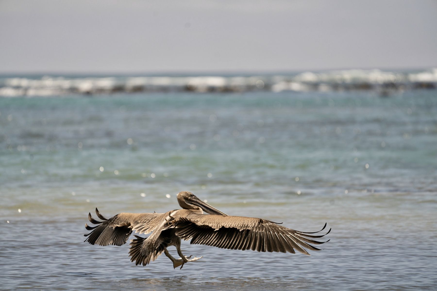 A pelican skimming the shallows