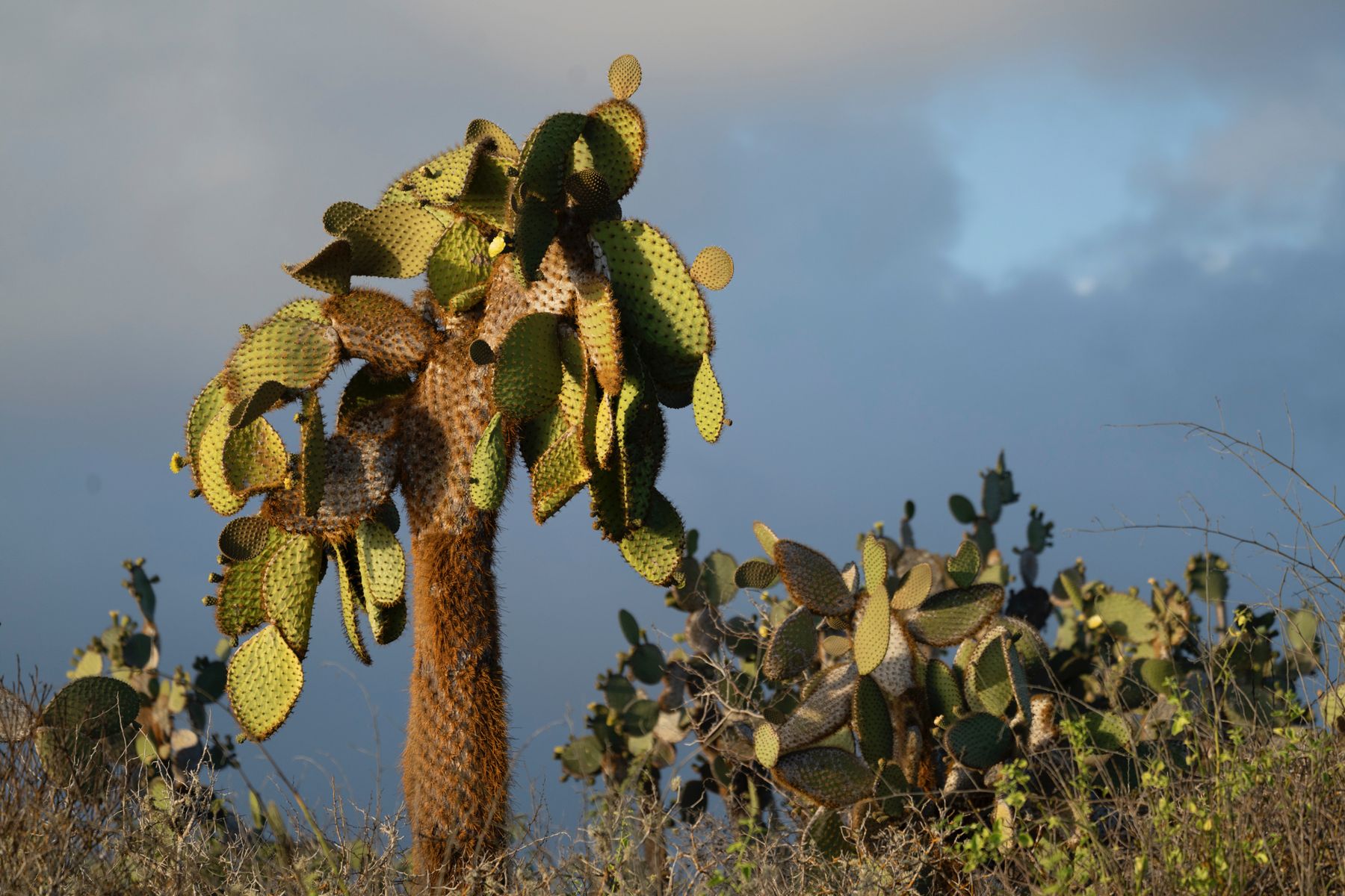 A tree-sized Galápagos prickly pear against a stormy sky