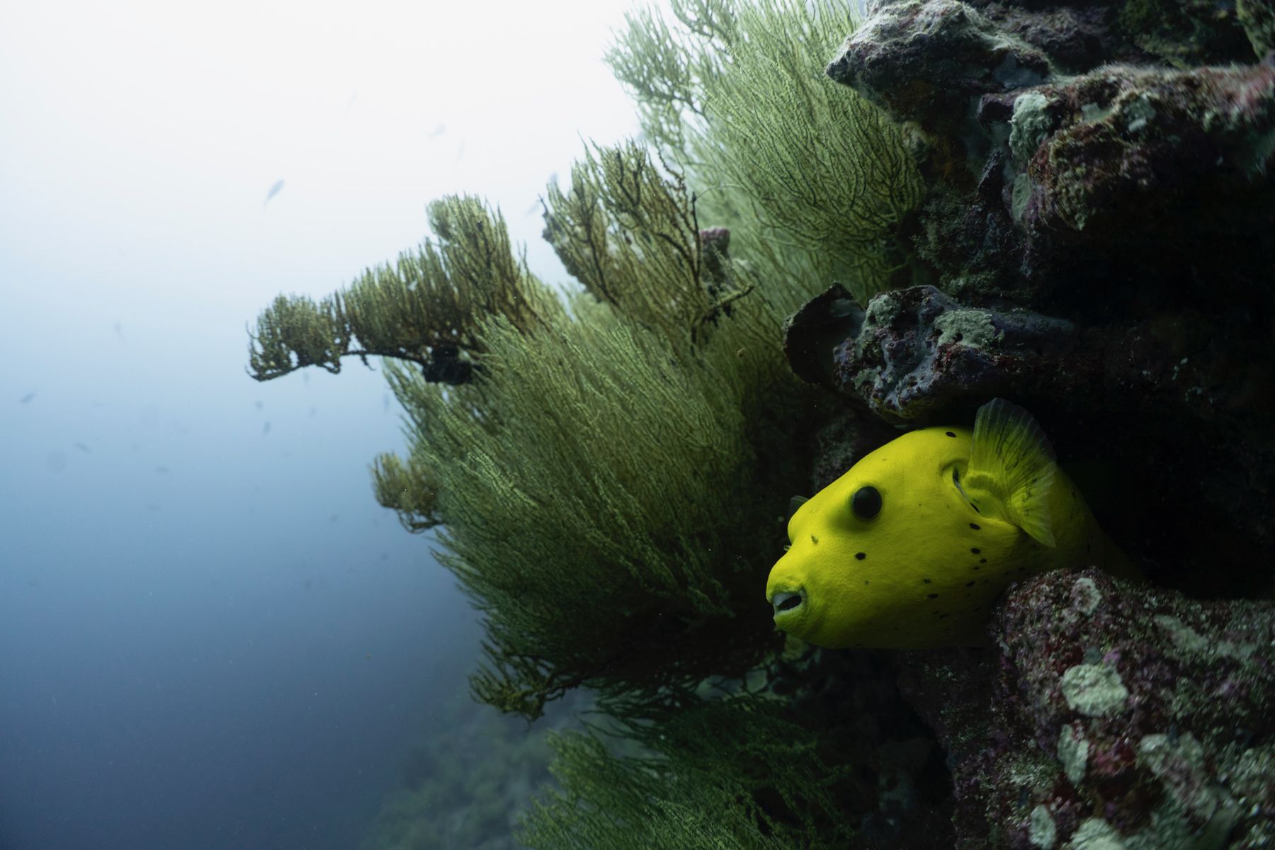 A yellow pufferfish in the green algae