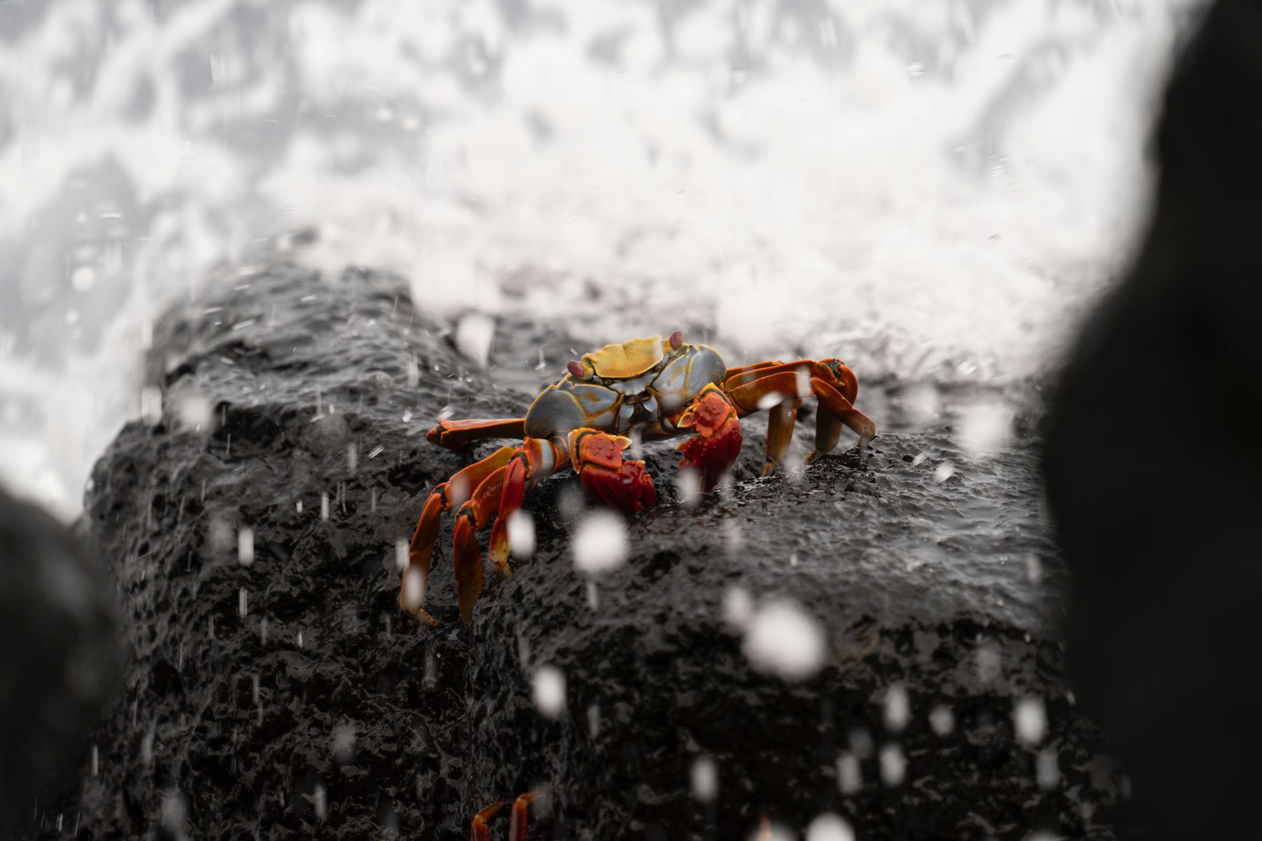 A Sally Lightfoot crab in the spray