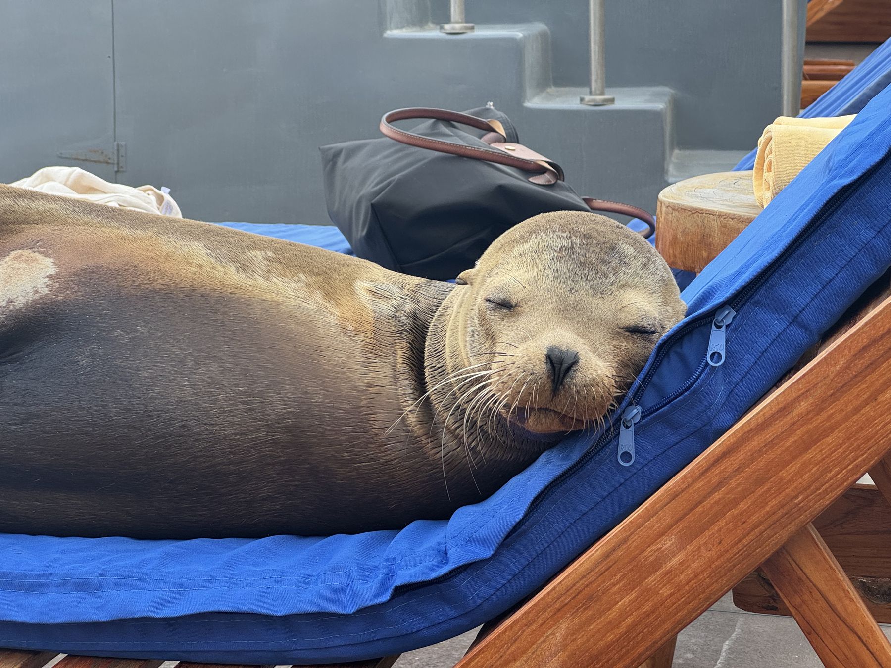 A sea lion fast asleep on a lounge chair