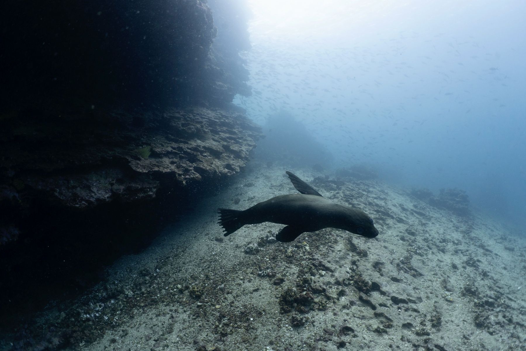 A sea lion gliding beneath an overhang
