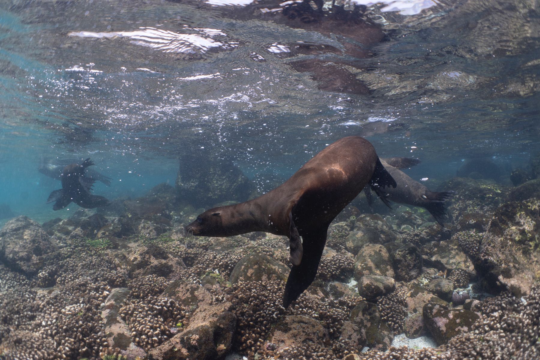 A sea lion twisting over the reef