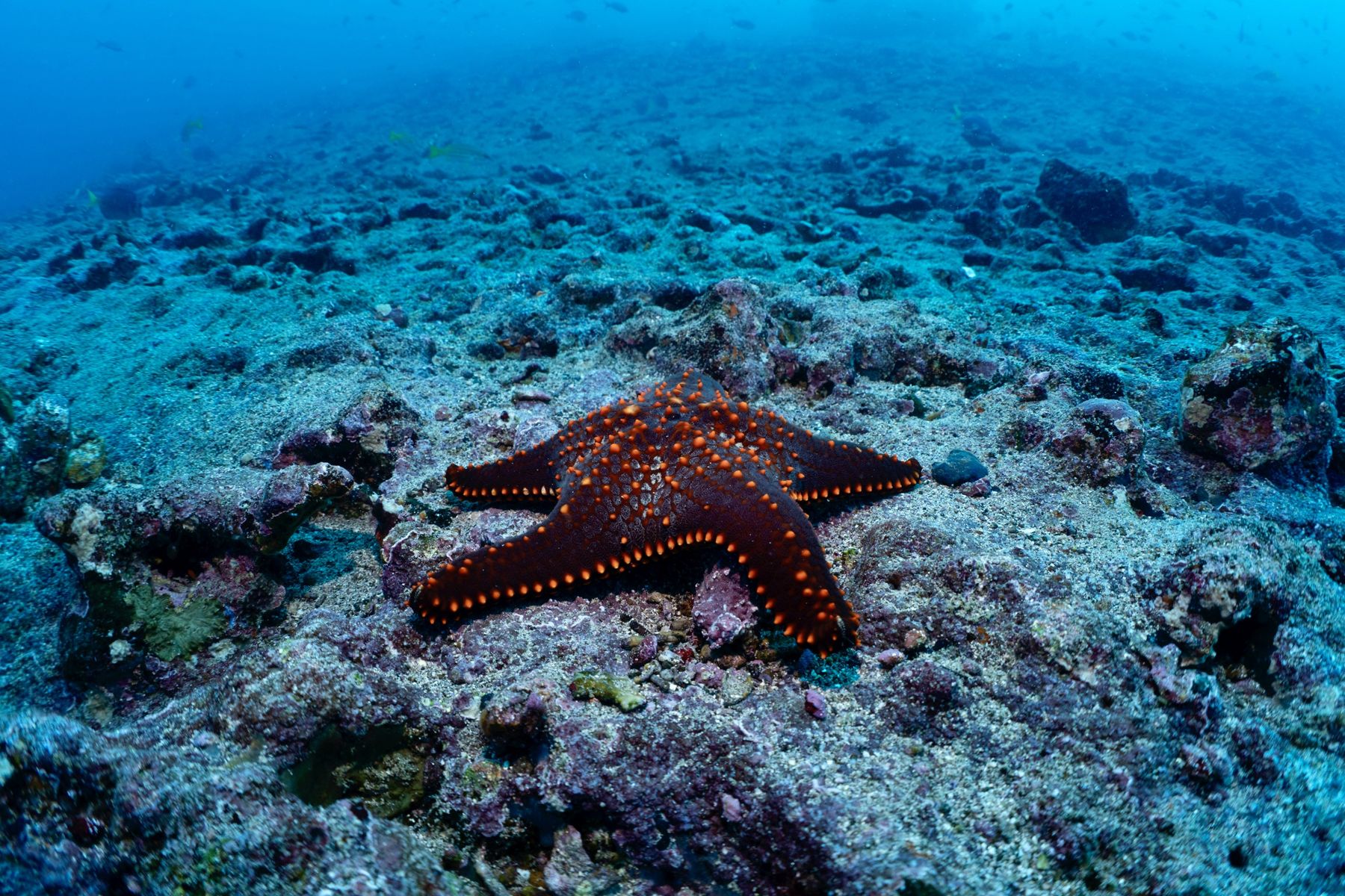 A red sea star on bright blue reef