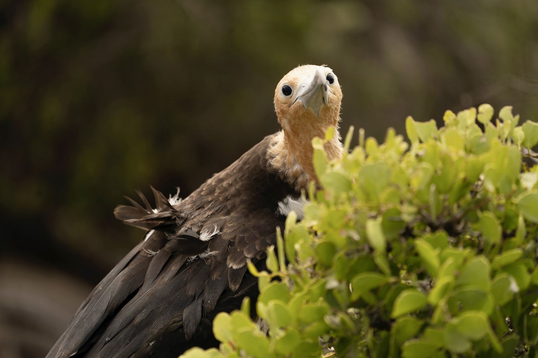 A young frigatebird beside a bush