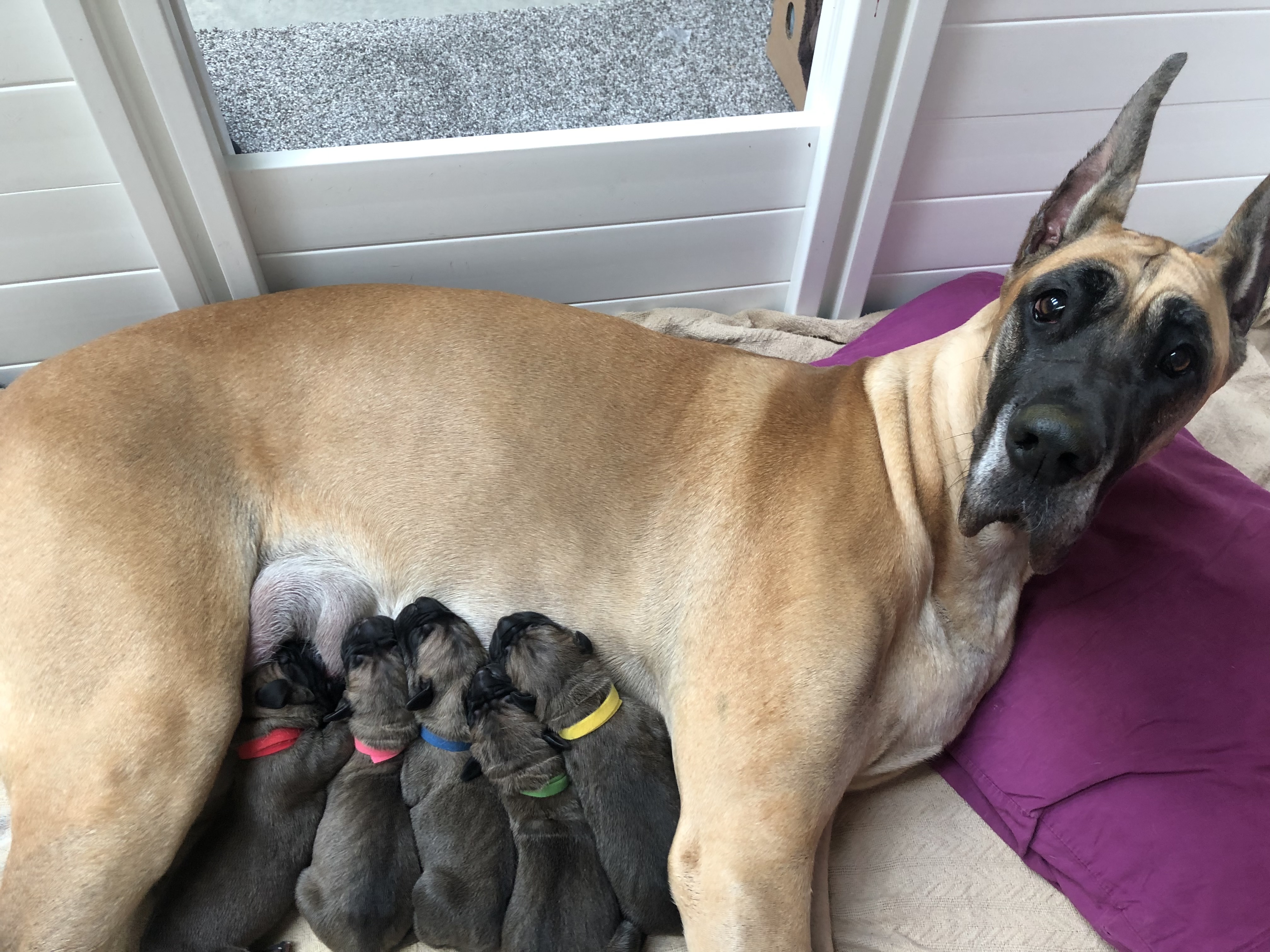 Fawn Great Dane Piper with her first litter of 5 all fawn puppies at 7Sisters Farm Illinois - 4 boys and 1 girl breeding female Mia in pink collar