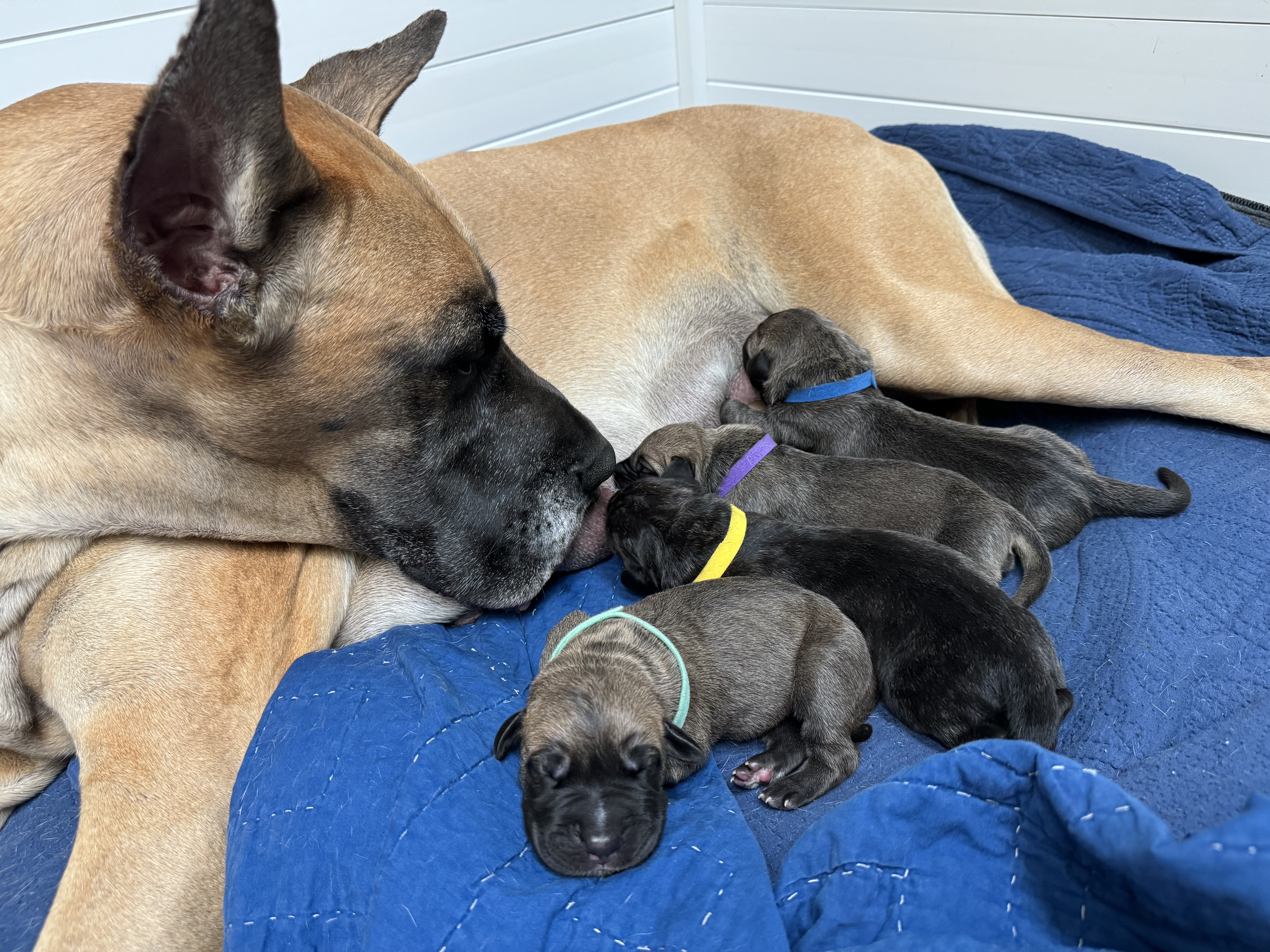 Fawn Great Dane Piper with her four puppies from second litter at 7Sisters Farm Illinois - 3 fawn and 1 brindle including breeding female Cora